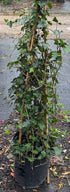 English Ivy Vine