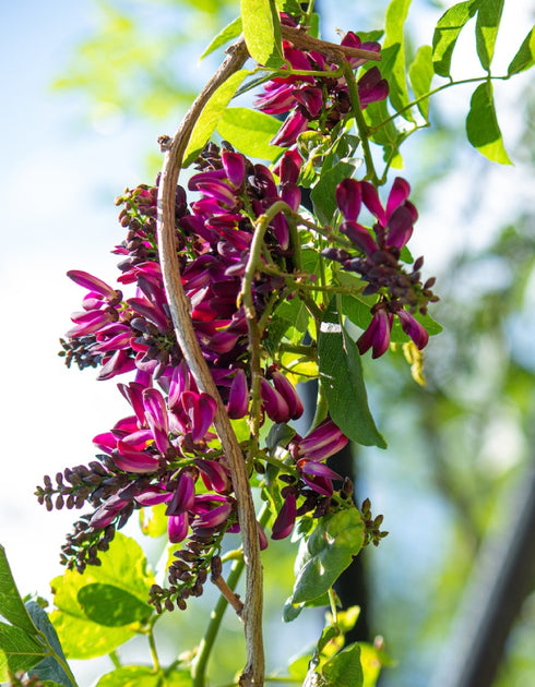 Evergreen Wisteria Vine
