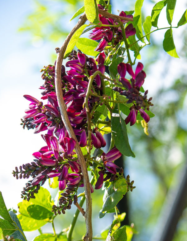 Evergreen Wisteria Vine