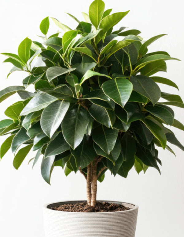 Ficus Audrey