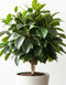Ficus Audrey