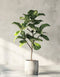 Fiddle Leaf Fig