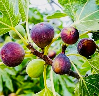 Fig tree - Brown Turkey
