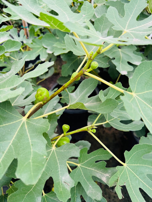 Fig tree - Brown Turkey