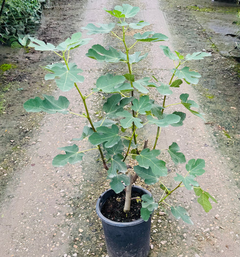 Fig tree - Brown Turkey