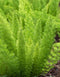 Foxtail Fern