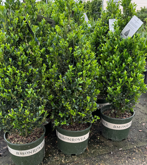 Emerald Colonnade Holly