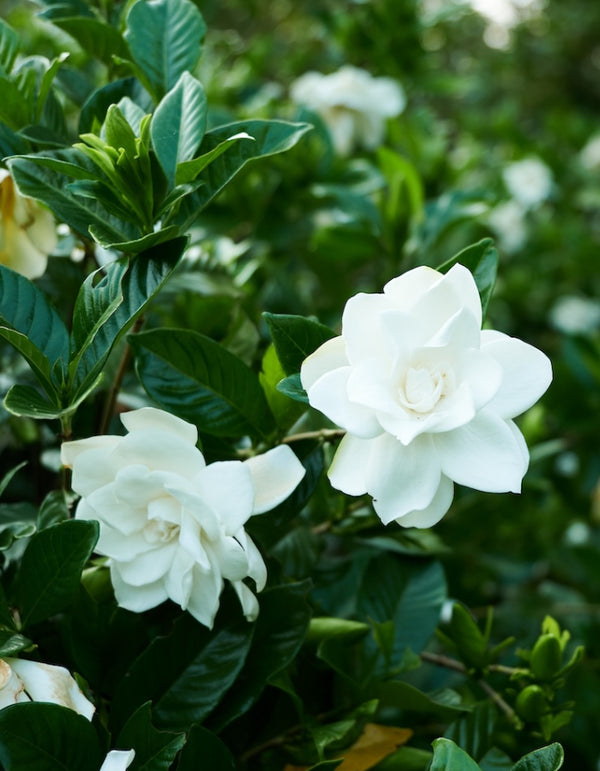 Gardenia August Beauty