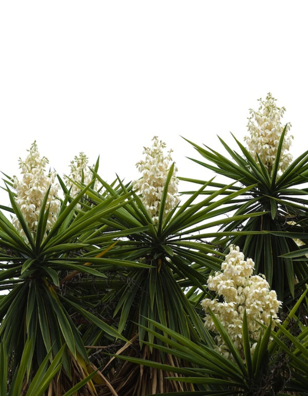 Gloriosa Yucca (Variegated Spanish Dagger)