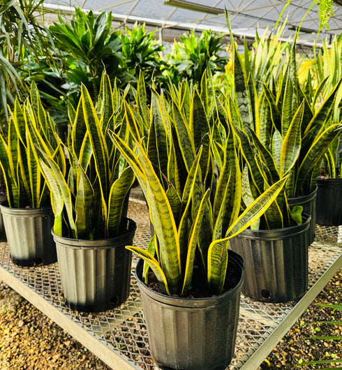 Golden Snake Plant