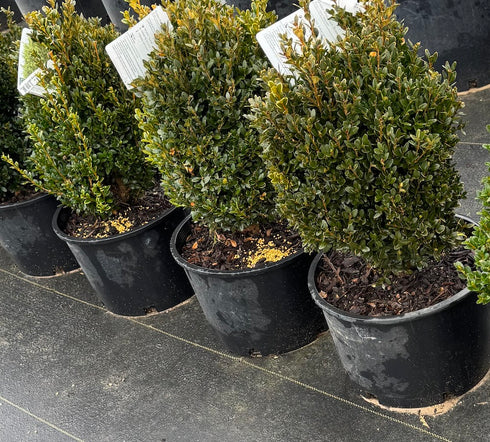 Green Mountain Boxwood