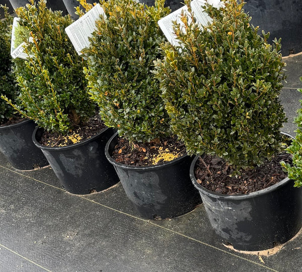 Green Mountain Boxwood