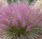 Gulf Muhly 'Pink'