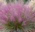 Gulf Muhly 'Pink'