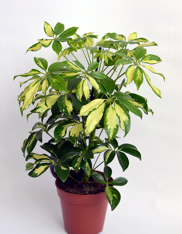 Hawaiian Umbrella Tree