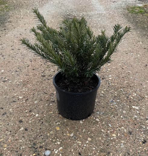 Hedgehog Yew