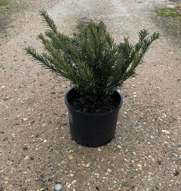 Hedgehog Yew