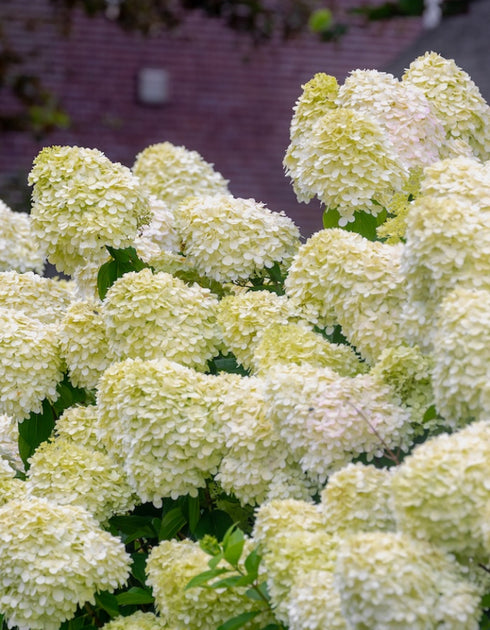 Hydrangea Limelight