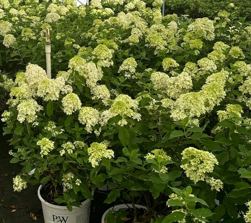 Hydrangea Little Lime