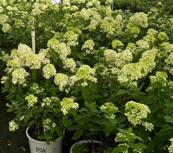 Hydrangea Little Lime