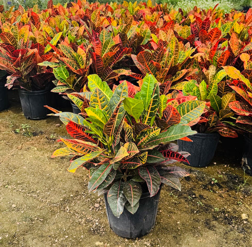 Croton ‘Petra’