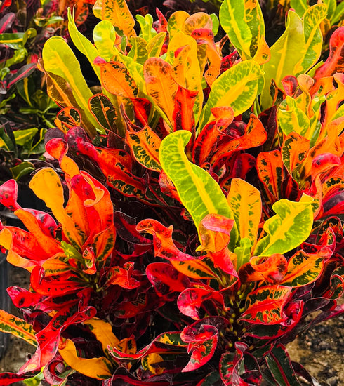 Croton ‘Mammy’
