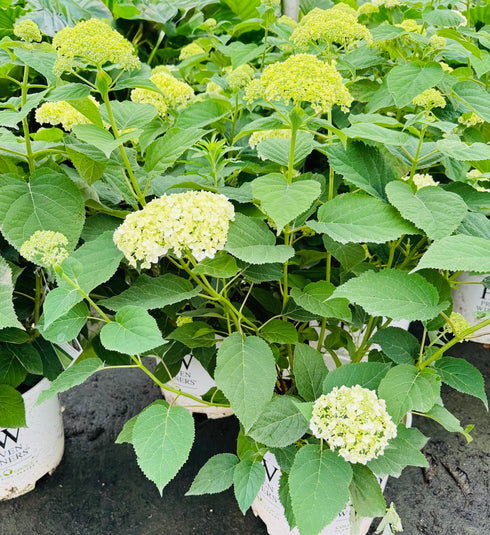 Hydrangea Incrediball
