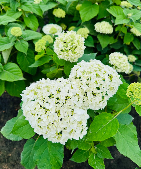 Hydrangea Incrediball