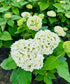 Hydrangea Incrediball