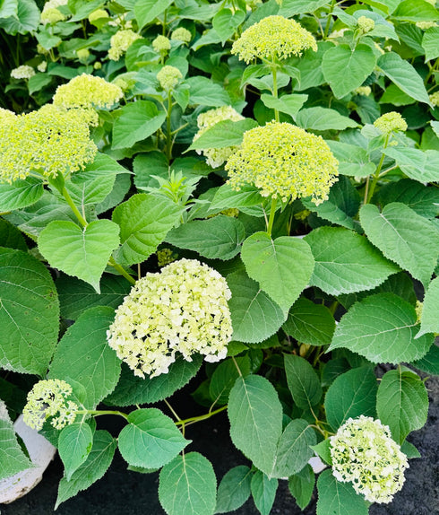 Hydrangea Incrediball