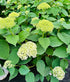 Hydrangea Incrediball