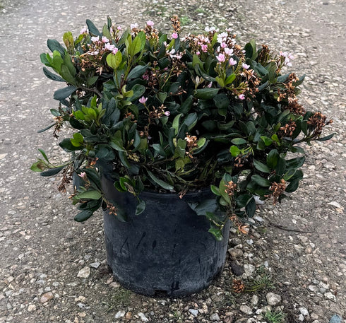 Indian Hawthorn 'Calisto'