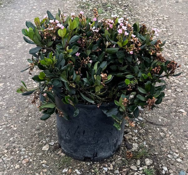 Indian Hawthorn 'Calisto'