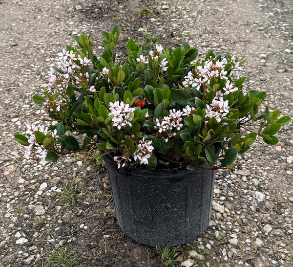 Indian Hawthorn 'Eleanor Tabor'