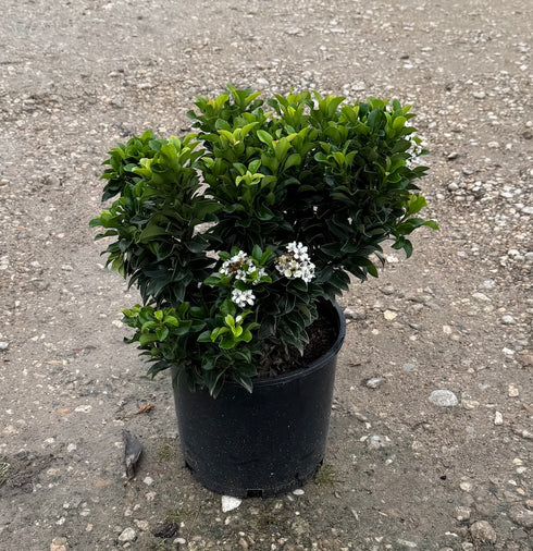Indian Hawthorn 'Gulf Green'
