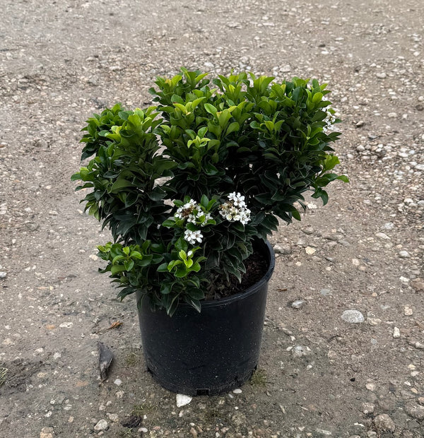 Indian Hawthorn 'Gulf Green'