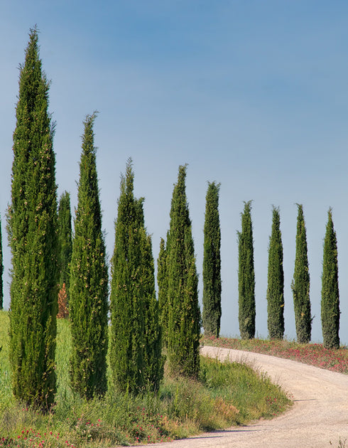 Italian Cypress