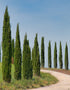 Italian Cypress