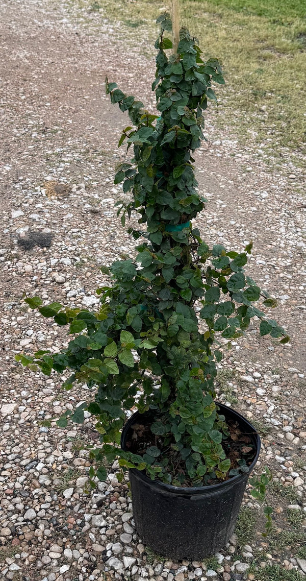 Ivy 'Creeping Fig'