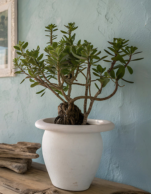 Jade Tree