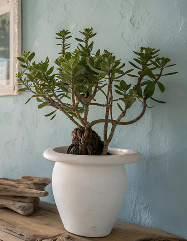 Jade Tree