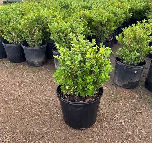 Boxwood Japanese