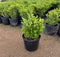 Boxwood Japanese