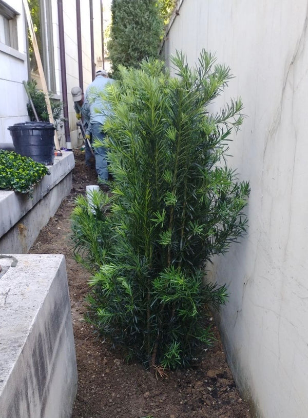 Japanese Yew
