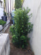 Japanese Yew