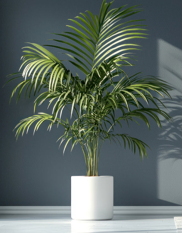 Kentia Palm