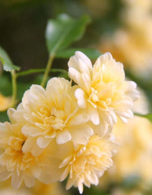 Lady Banks Rose Yellow