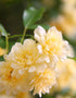 Lady Banks Rose Yellow