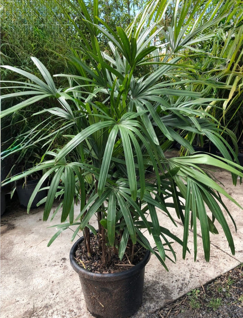 Lady Palm