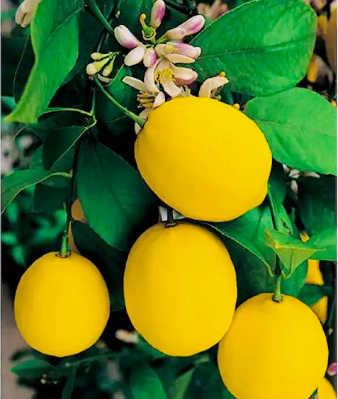 Lemon Tree - Meyer